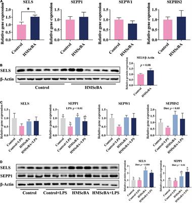 Maternal Organic Selenium Supplementation Relieves Intestinal Endoplasmic Reticulum Stress in Piglets by Enhancing the Expression of Glutathione Peroxidase 4 and Selenoprotein S